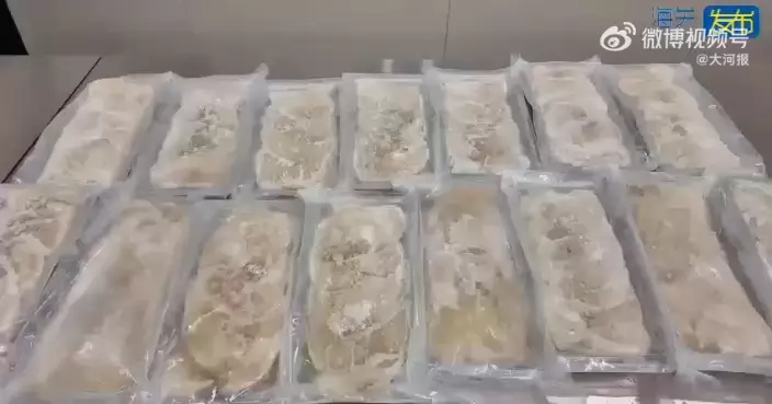 （有片）女客福田口岸來港遭截查 揭行李藏近34公斤瀕危大青鯊魚翅