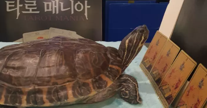 南韓興起寵物塔羅牌熱潮　飼主花錢解讀毛孩心聲