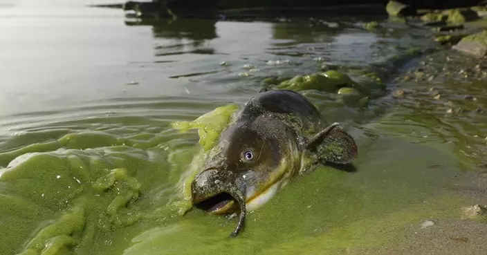 科學家首度在魚類發現傳染性癌症！美加跨國湖泊逾25%鮎魚中招