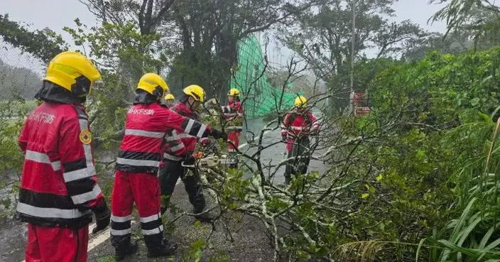 風暴期間21人受傷　消防接獲243宗塌樹報告