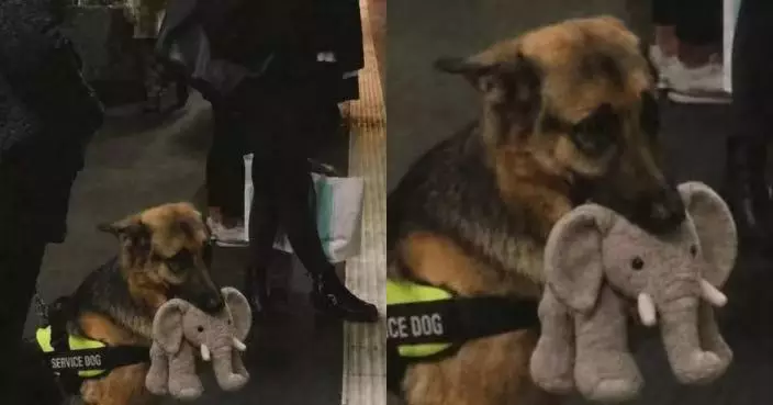 參加服務犬考試 德國牧羊犬不敵大象毛公仔誘惑遺憾落選反意外爆紅
