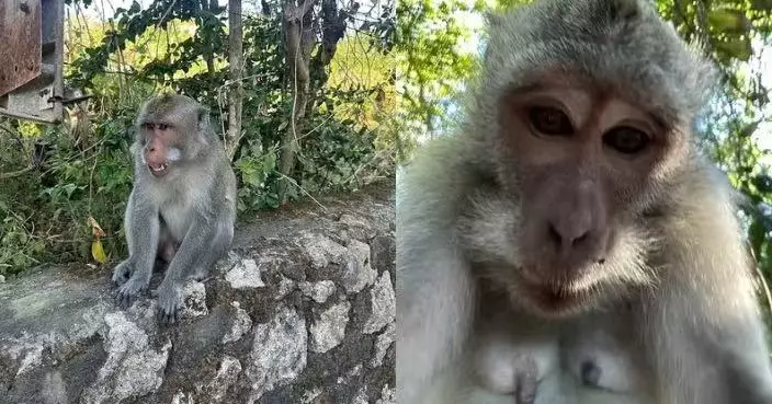 遊峇里島神廟遭獼猴搶手機 英男靠定位1小時後尋回驚見多張「賊仔」自拍照