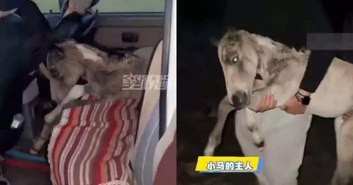 出生僅7日！新疆小馬遭遊客無人機追逐疑受驚狂奔體力不支 翌日爆肺慘死