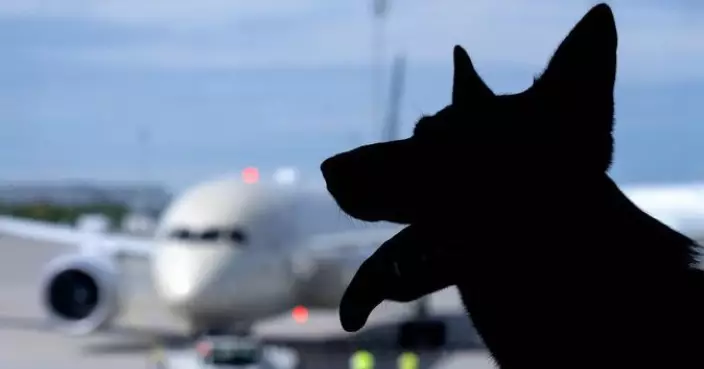歐洲首家！ITA Airways推大型犬客艙服務 30公斤以下可陪主人上機