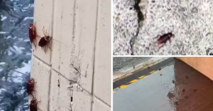 蟑螂集體出行、爬上旅客小腿！從九份驚魂看台灣觀光區的衛生隱患！