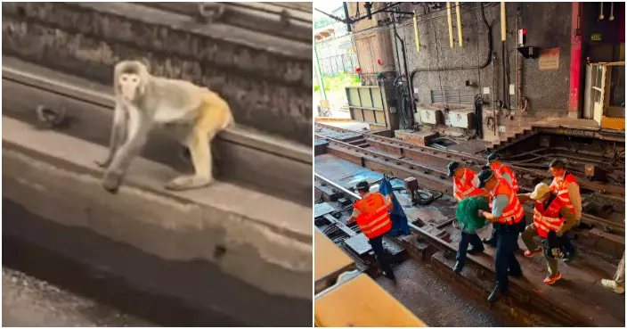 港鐵:猴子闖路軌事故已妥善處理 荃灣綫服務逐步復常