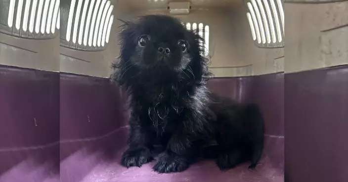海關落馬洲截查27歲抵港內地男旅客 揭肩包藏值$1.5萬活犬　