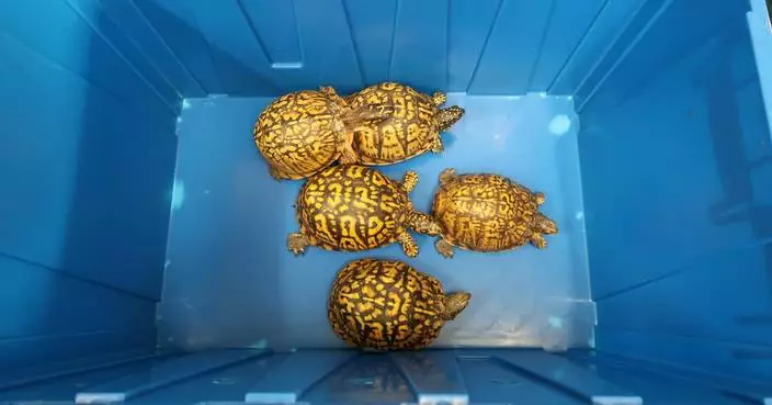 海關檢獲懷疑受管制屬瀕危物種活龜 交漁農自然護理署跟進