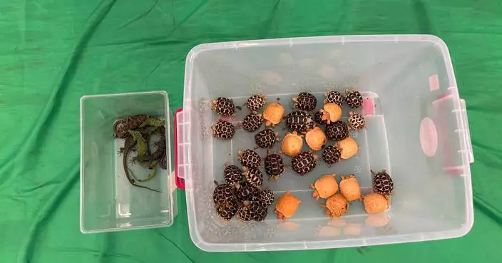 海關機場截查2曼谷抵港韓國籍男旅客 手提行李檢值55萬活龜及活蜥蜴