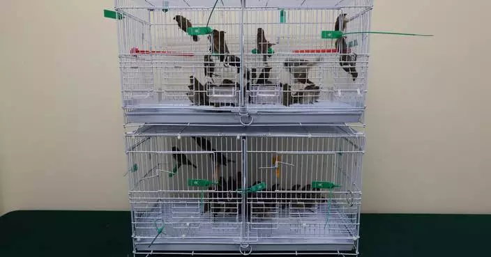 海關落馬洲截查兩內地女旅客 檢250隻懷疑非法進口活雀鳥市值約5萬元