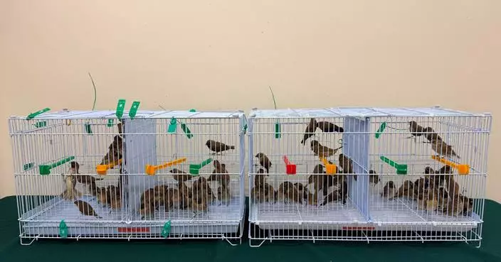 海關落馬洲截查47歲抵港內地女旅客  行李內檢鳥籠藏百隻非法進口活鳥　