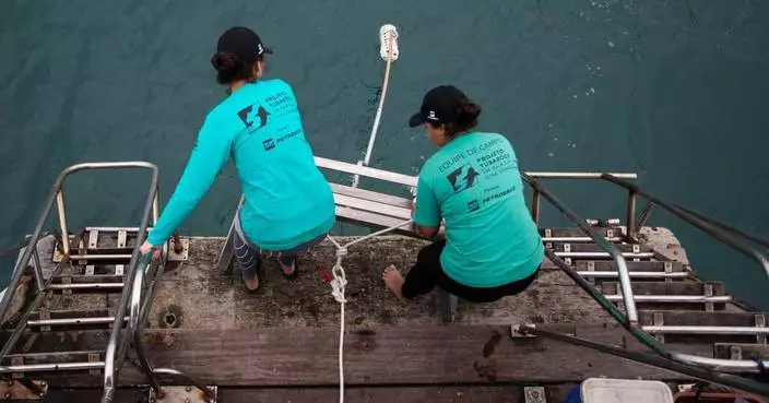 巴西大島灣發現鯊魚育幼區 促保育項目展開