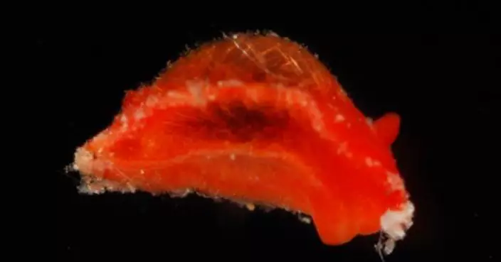 佛得角門將禾仙夏世盃表現獲致敬   西班牙生物學家以其命名紅色海蛞蝓