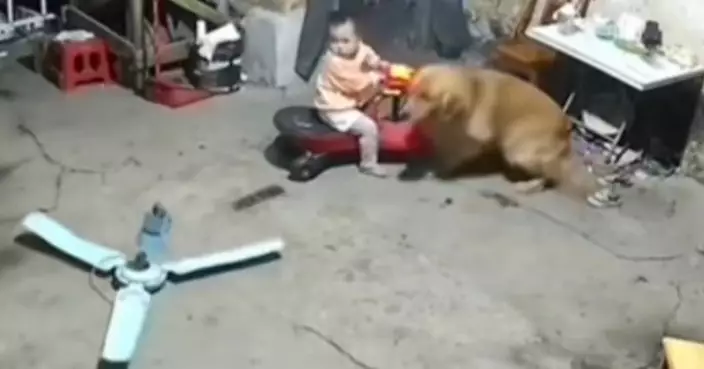 狗狗救人不是靠預知能力，而是無條件的愛！