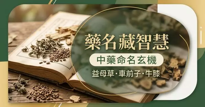 中藥名字比小說更有畫面？從益母草、車前子到牛膝看懂背後命名玄機