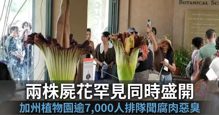 加州植物園兩株「屍花」罕見同時盛開 逾7,000人排隊聞「腐肉惡臭」