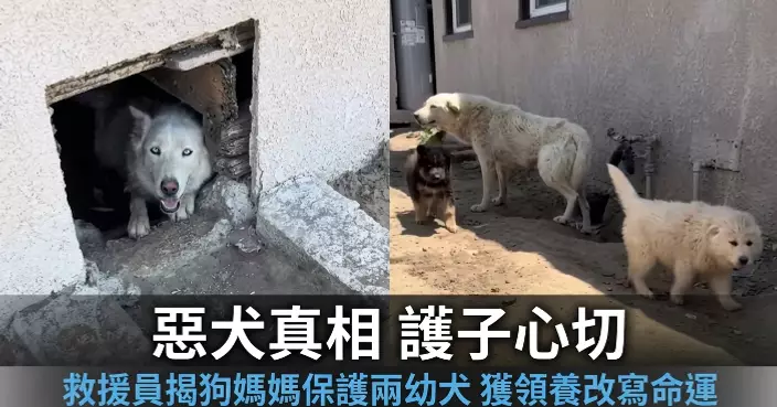 流浪狗被指「極具攻擊性」 美救援員靠近見身後藏兩幼犬揭暖心真相