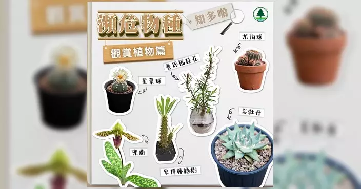 漁護署提醒進出口植物前查清法規 逾3萬種瀕危植物受CITES規管