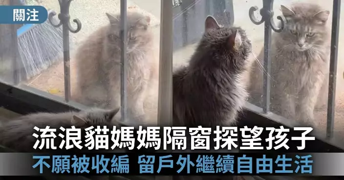 將幼貓託付給人類照顧 流浪貓媽不願被收編留戶外不時隔窗探孩感動網民