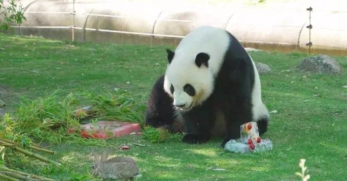 馬德里動物園為動物消暑出奇招 特製雪條助降溫