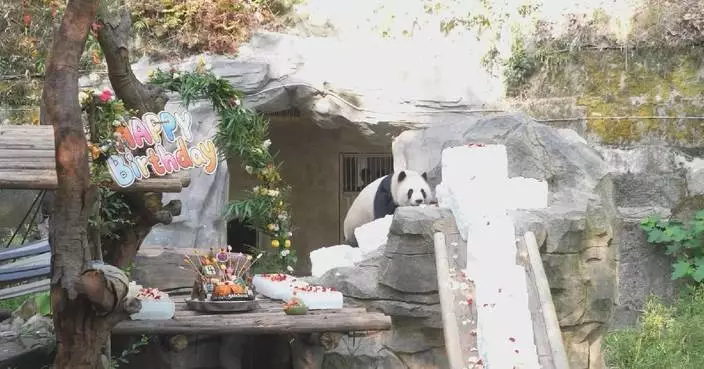 重慶動物園熊貓雙胞胎慶祝四歲生日 吸引大批民眾圍觀