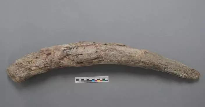 三星堆古象牙加固技術獲新突破
