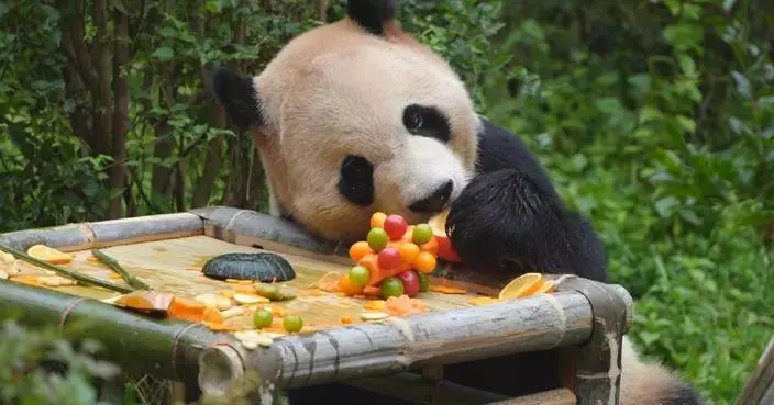 大熊貓毛竹昆明慶祝12歲生日 獲特製四層冰蛋糕