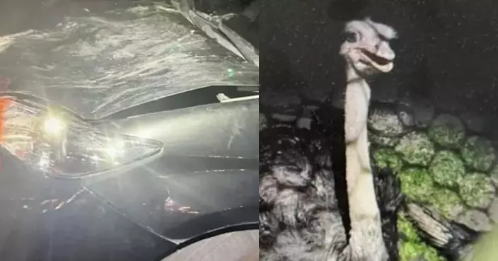 颱風夜逃出農場 台灣鴕鳥馬路狂奔撞凹私家車 警員聯手飼主圍捕