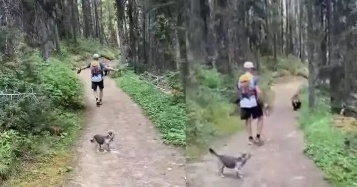 帶狗到加國公園跑步遭灰熊尾隨 夫婦脫險後因愛犬未扣牽引繩面臨逾19萬罰款