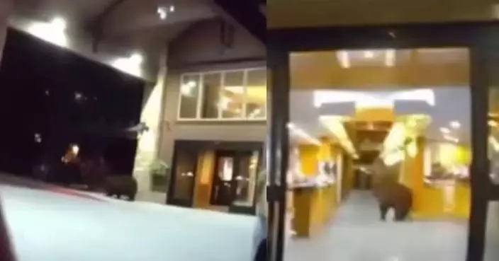 凌晨闖入酒店偷食朱古力 美國黑熊翻亂零食區遭警方鳴槍嚇走