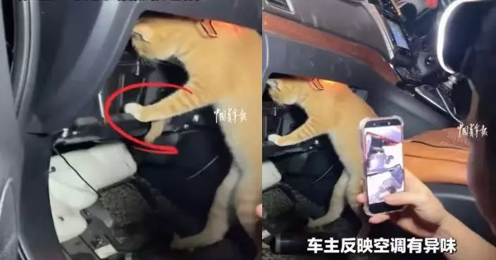車廂傳惡臭揭老鼠築巢 福建維修店遍尋不獲請「貓技師」出馬成功擒獲
