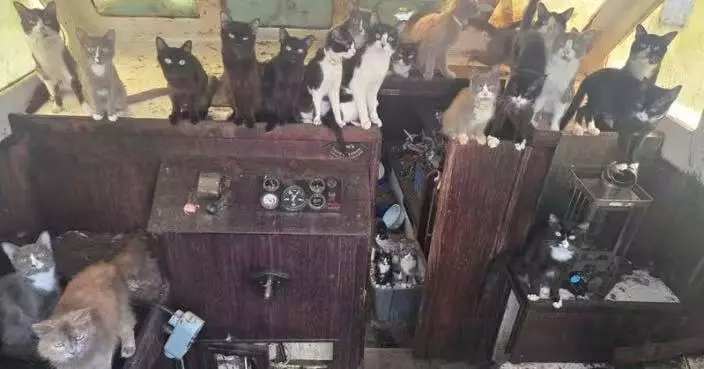 美國廢棄船驚現逾30隻貓咪 部分營養不良受驚　當局申搜查令全數救出