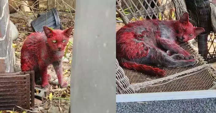 德州流浪貓毛髮全身沾滿紅色染料黏成一團獲救 或涉非法鬥狗集團