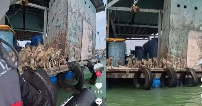 出海釣魚突聞貓叫聲 大馬男檢查揭逾十隻瘦弱小貓被困奎籠 愛貓人士連夜救援