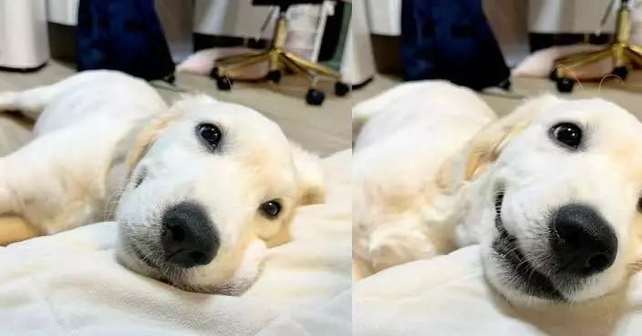 玩球途中突停下 5個月大金毛犬跑回主人身邊露燦爛笑容入睡萌翻全網