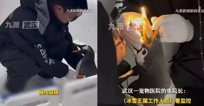 企鵝誤吞遊客手套恐塞消化道 武漢獸醫驅車近4小時赴冰雪樂園花10分鐘取出