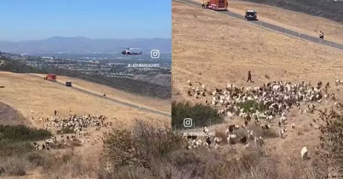 救援直升機遭羊群霸佔降落區束手無策 牧羊犬突現身有序驅離獲讚「最佳隊員」