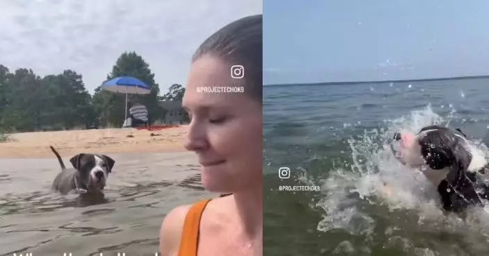 海邊遊玩見女義工潛入海憂出事 暖心惡霸犬怕水仍跳海「救」對方暖哭網民