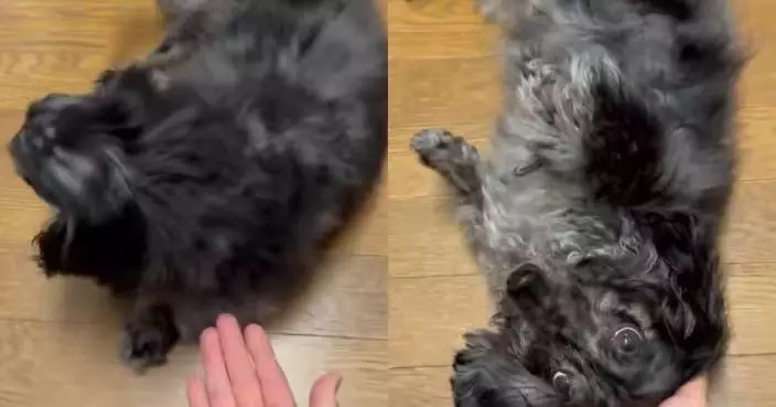 聽飼主「握手」指令秒翻肚躺平 臘腸犬睜水汪汪大眼撒嬌討摸萌翻網民