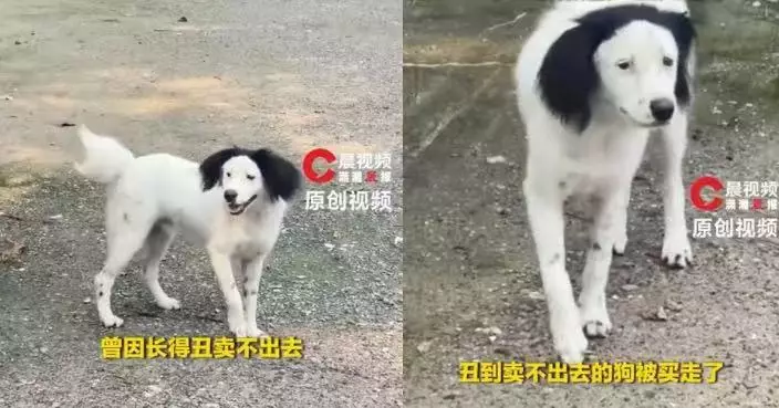 毛髮凌亂憑醜萌爆紅 9個月大邊牧被網民戲稱為「全世界正數第一不漂亮」