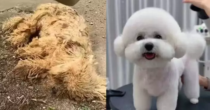 毛髮打結滿身污垢 流浪狗倒臥路邊獲途人施CPR救回一命華麗變身幸福毛孩