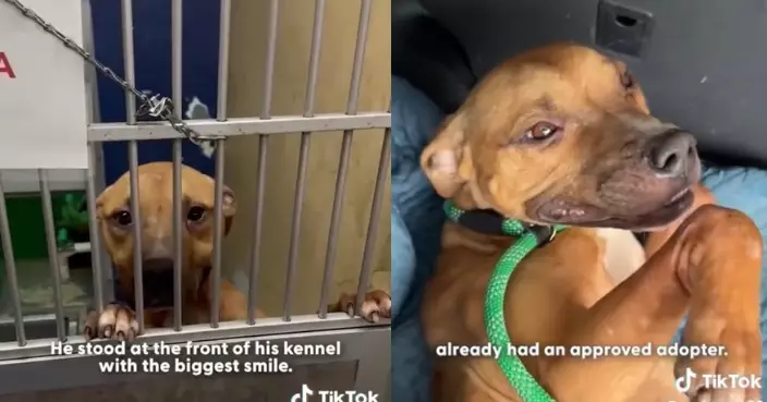 疑曾受虐瘦至皮包骨 比特犬經歷痛苦遭遇仍微笑待人 終獲正式領養迎新生