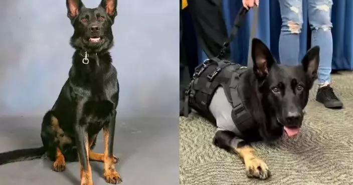 為保護3警員中槍重傷 美警犬截肢後靠3腿重新站立 光榮退役展開新生活