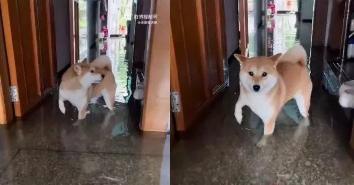 落樓驚見屋企變「泳池」 柴犬站積水中進退兩難露無助表情笑翻網民