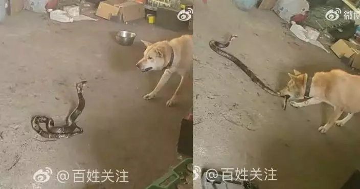 湖南汽車維修廠現劇毒眼鏡蛇 未滿1歲小狗吠叫示警再英勇迎戰成功咬死