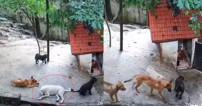 重慶收容所西摩犬突倒地離世 同伴蜂擁上前哀鳴徘徊 感動畫面惹淚目