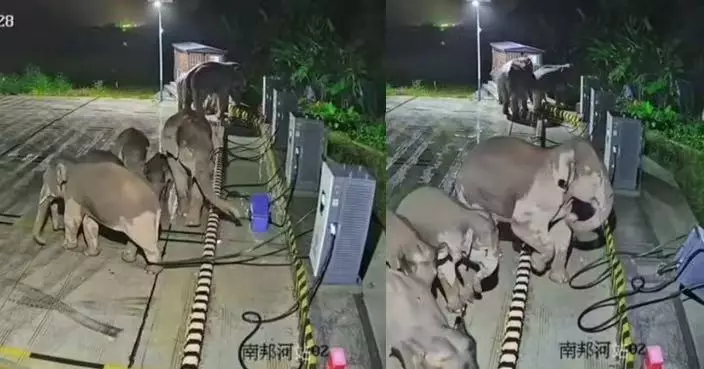 同伴遭充電站纜線纏腳 霸氣野象用象鼻推倒整座設備助脫困