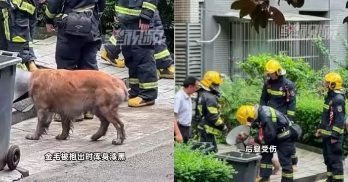 成都住宅起火 金毛爬窗狂吠示警 全身熏黑獲救仍搖尾獲讚「英雄狗狗」