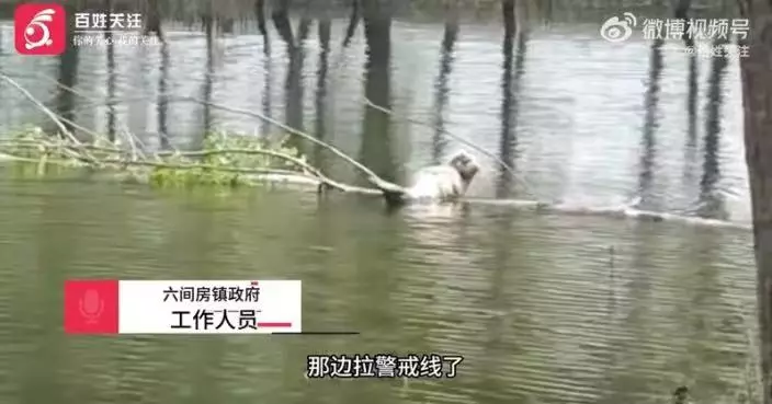 有片！遼寧魚塘暴雨後迎「海洋訪客」 海豹伏樹枝悠閒張望令村民又驚又喜
