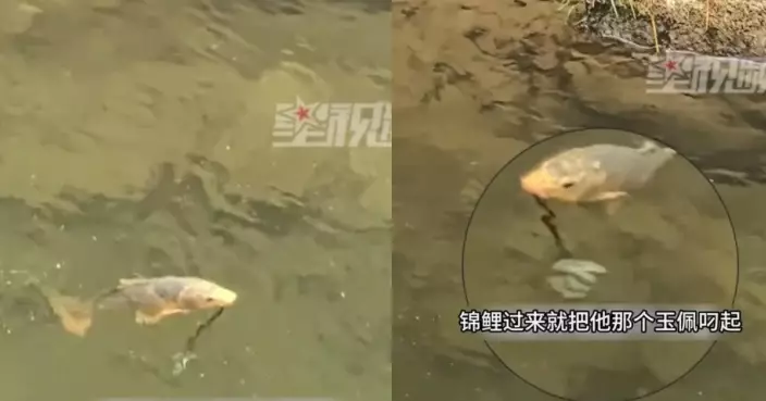 浙景區遊客玉珮跌落池塘 錦鯉銜住四處游動 職員耐心守候成功物歸原主